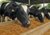 From mushroom waste to livestock feed
