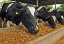From mushroom waste to livestock feed