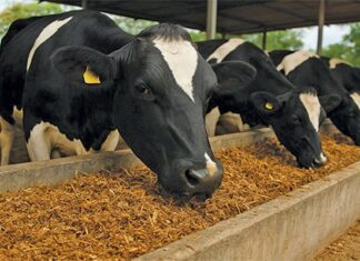 From mushroom waste to livestock feed
