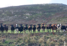 Three reasons for hope in the wake of FMD crisis