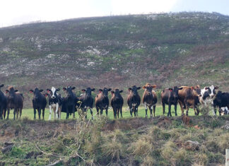 Three reasons for hope in the wake of FMD crisis