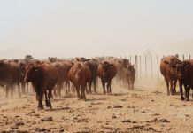 Does the FMD Industry Coordination Council actually have a voice?