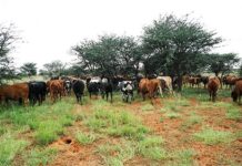 Foot-and-mouth disease explained