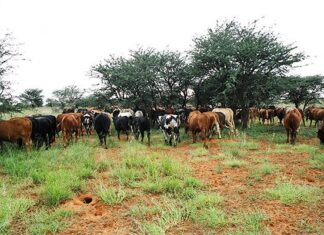 Foot-and-mouth disease explained