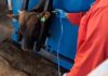 FMD vaccine urgency grows amid state procurement contradictions cattle vaccinated