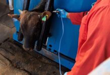 FMD vaccine urgency grows amid state procurement contradictions cattle vaccinated