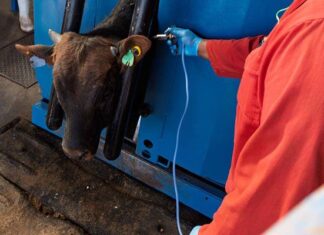 FMD vaccine urgency grows amid state procurement contradictions cattle vaccinated