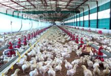 Managing ascites in broilers starts with prevention