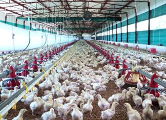 Managing ascites in broilers starts with prevention