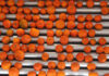Stronger rand puts damper on bigger citrus crop
