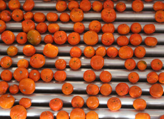 Stronger rand puts damper on bigger citrus crop