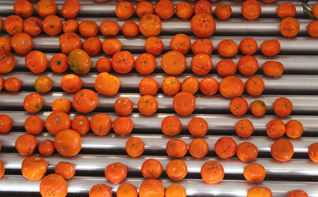 Strong rand puts damper on bigger citrus crop