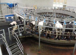 Dairy processors, producers unite against ‘disproportionate’ FMD rules