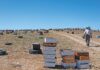 Commercial beekeeping: managing swarms and logistics