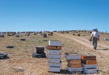 Commercial beekeeping: managing swarms and logistics