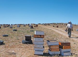 Commercial beekeeping: managing swarms and logistics