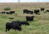 The story of the Drakensberger beef cattle breed’s evolution in Africa