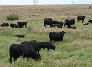 The story of the Drakensberger beef cattle breed’s evolution in Africa