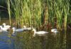 Fast-growing free-range Pekin ducks offer niche market opportunities