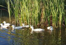 Fast-growing free-range Pekin ducks offer niche market opportunities