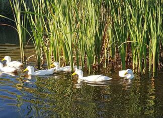 Fast-growing free-range Pekin ducks offer niche market opportunities
