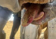Experts step in to guide farmers through FMD crisis