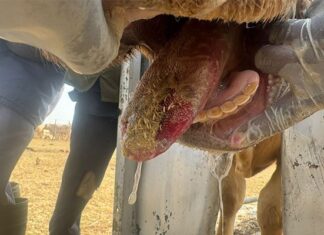 Experts step in to guide farmers through FMD crisis