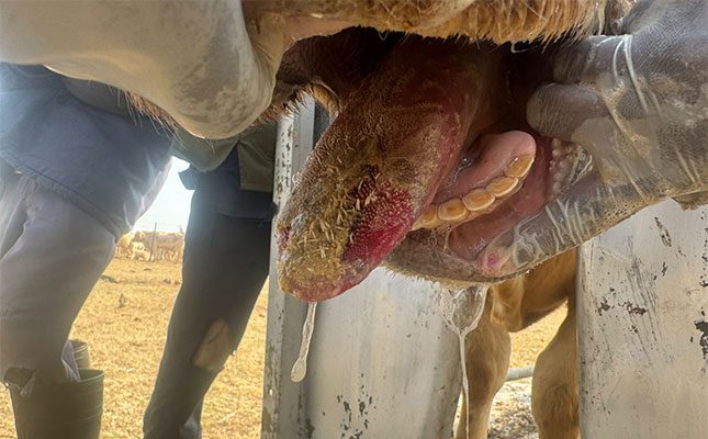 Experts step in to guide farmers through FMD crisis