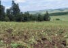 Agri employment reaches two-year high in late 2025