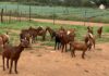 Zimbabwe’s goat industry evolves with new standards