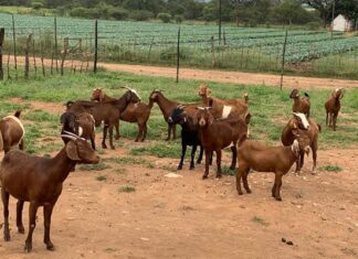 Zimbabwe’s goat industry evolves with new standards
