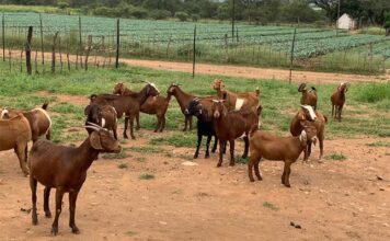 Zimbabwe’s goat industry evolves with new standards