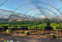 Lettuce grower finds recipe for success in outdoor hydroponics