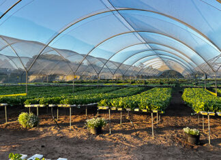 Lettuce grower finds recipe for success in outdoor hydroponics