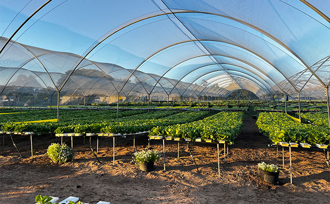 Lettuce grower finds recipe for success in outdoor hydroponics