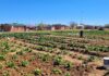 How school nutrition programmes can boost nutrition and drive transformation