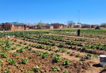 How school nutrition programmes can boost nutrition and drive transformation