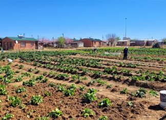 How school nutrition programmes can boost nutrition and drive transformation