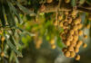 Stronger exchange rate could cut macadamia income by 15% this year