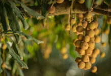Stronger exchange rate could cut macadamia income by 15% this year