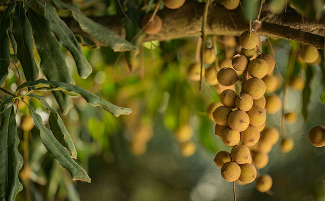 Stronger exchange rate could cut macadamia income by 15% this year
