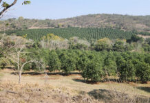 Macadamia industry at export crossroads with hard lessons ahead