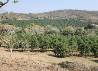 Macadamia industry at export crossroads with hard lessons ahead