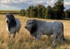 Romagnola beef cattle vastly increased weaner weights on a Free State farm