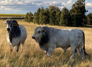 Romagnola beef cattle vastly increased weaner weights on a Free State farm
