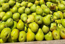 Canning industry faces mounting pressure from climate, markets, tariffs