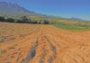 Getting to the root of healthy vineyards