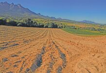 Getting to the root of healthy vineyards