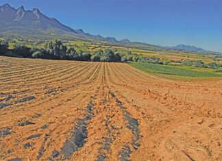 Getting to the root of healthy vineyards