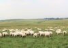 Wool industry opens the door for accurate carbon reporting